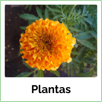 Categoria de plantas