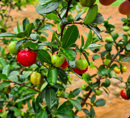 Acerola