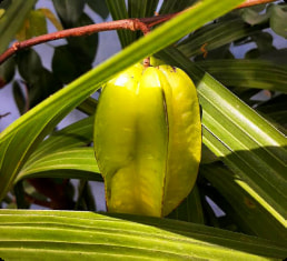 Carambola