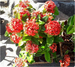 Ixora