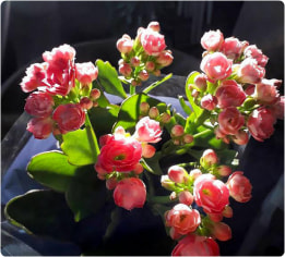 Kalanchoe (flor da fortuna)