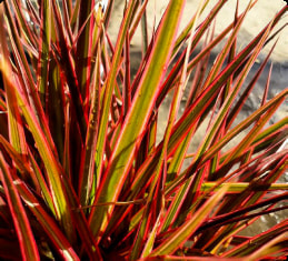 Dracena Tricolor
