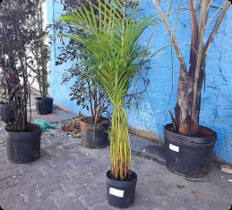 Palmeira Areca